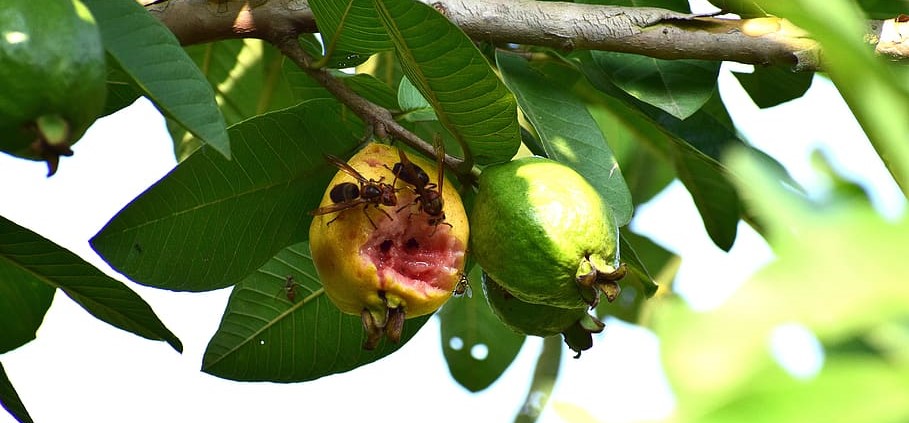 Pest Insects On Fruits & Berries