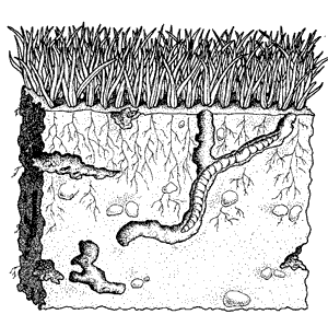 soil food web