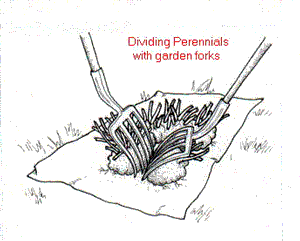 Propagating Coreopsis