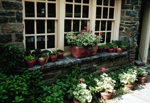 watering geraniums