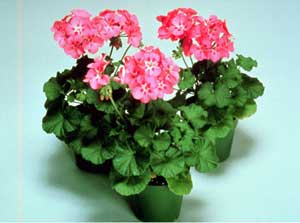 geranium plant leaves