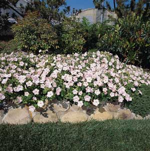 Pink Wave Petunias