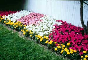 Design Ideas for Petunias