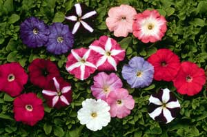 Petunias