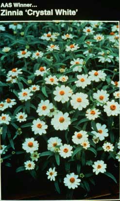 Zinnias