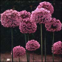 Allium