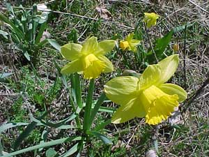 Daffodil (Narcissus hybrids)