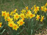 Daffs in Nancy's Garden