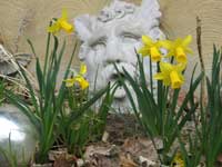 Daffodils and Yard Art in Nancy's Garden