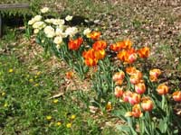 Tulips in Nancy's Garden