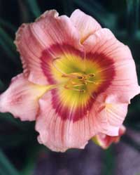 Daylily