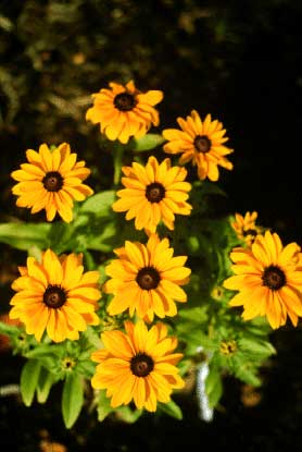 Blackeyed Susan