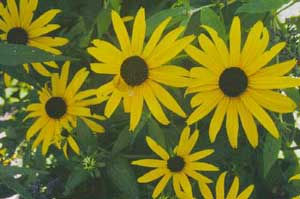 Blackeyed Susan Flower