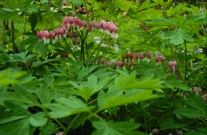 Bleeding Heart Flowers