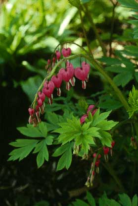 Bleeding Heart