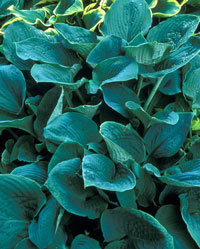 Hosta