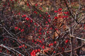 Japanese Barberry Flower