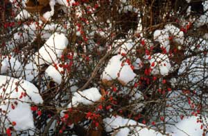 Barberry, Japanese