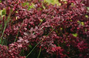 Japanese Barberry