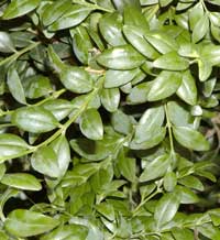 Littleleaf Boxwood