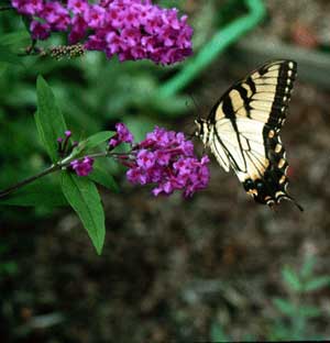 Butterfly Bush