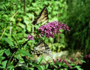 Butterfly Bush (Buddleia)