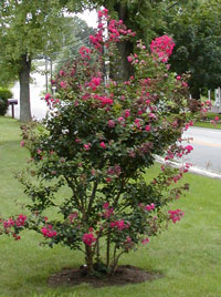 Crepe Myrtle Image