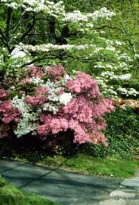 Dogwood Trees & Shrubs