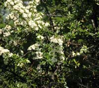 Firethorn Shrub 