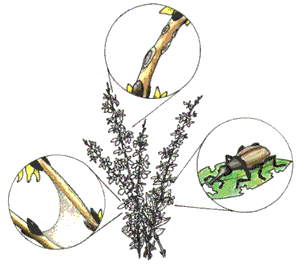 forsythia diseases