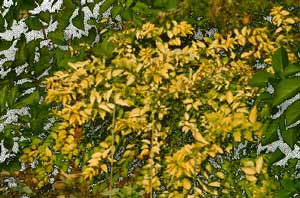 Forsythia