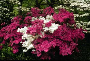 Azalea Shrub