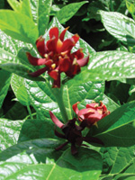 Carolina Allspice