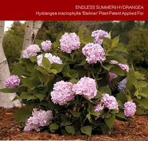 Choosing Bigleaf Hydrangea