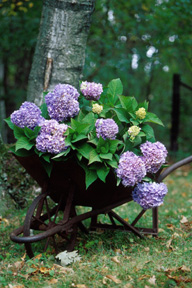 Bigleaf Hydrangea