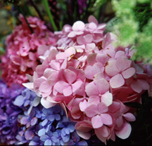 Bigleaf Hydrangea