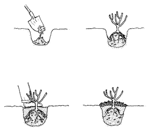 Planting Bush Roses