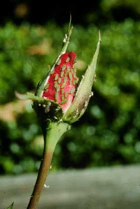 Leaves Are Curled and Distorted From Aphids.