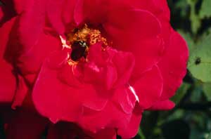 Holes in Leaves and Flowers Caused By Japanese Beetles.