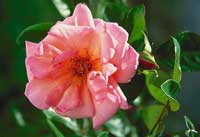 New Bush Rose - Smooth Lady