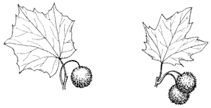 American Sycamore on left; London Plane Tree on right