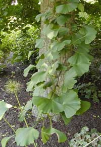 Leaves of Ginkgo