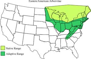 when to plant arborvitae