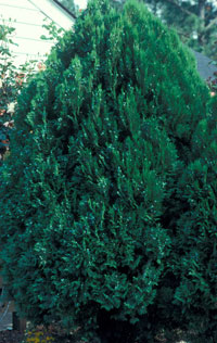 Oriental Arborvitae