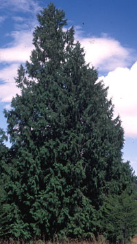 Western Red Cedar