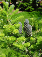 Korean Fir