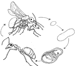 Ant Growth Stages