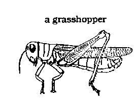 Grasshoppers