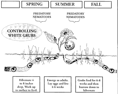 Japanese Beetles Growth Stages