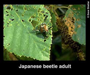 Japanese Beetles Adult 